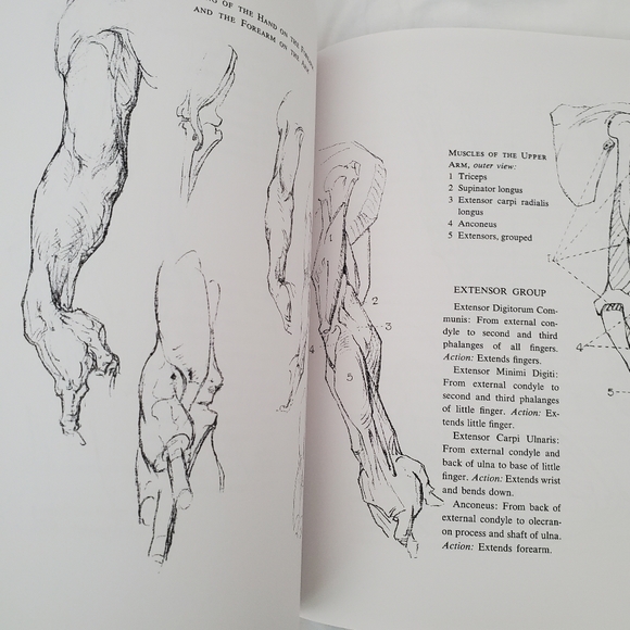 :* Bridgman’s complete Guide to Drawing from Life over 1000 illustrations sketch - Picture 3 of 6